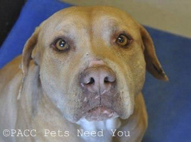 PACC PETS